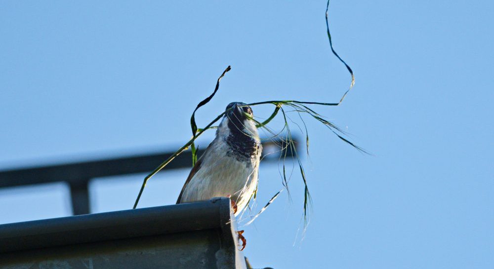 The Untold Damage a Bird Infestation Can Cause 