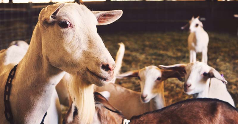 Raise Goats on your Homestead 