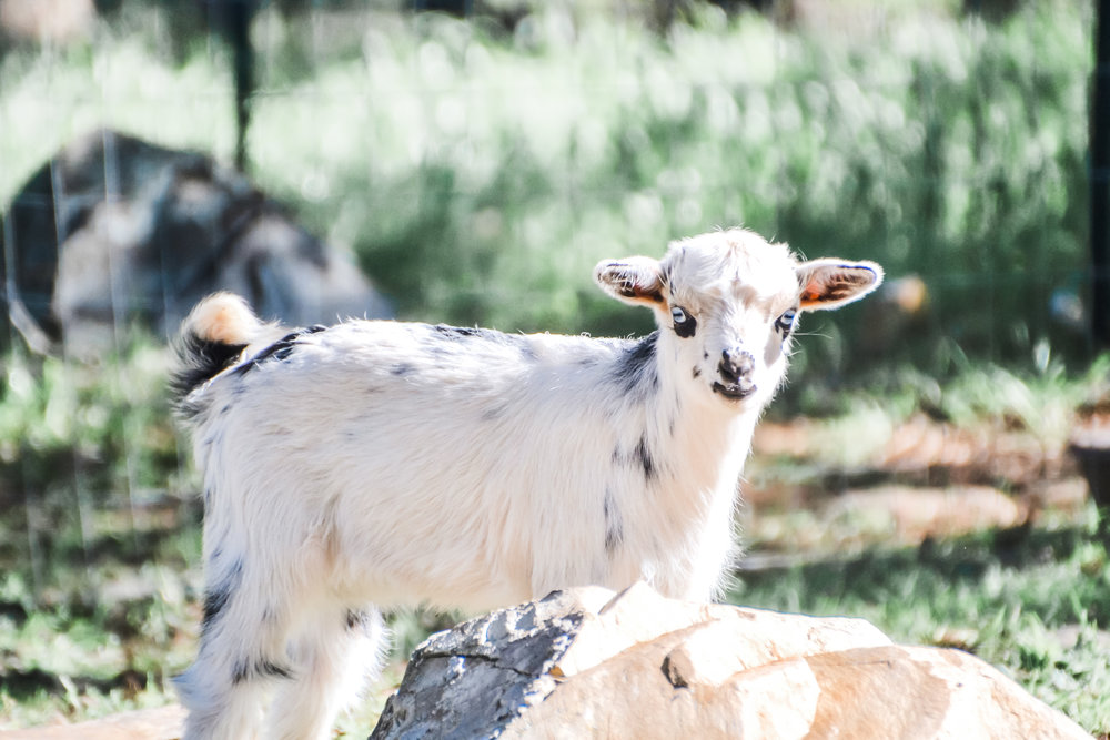 Raise Goats on your Homestead 