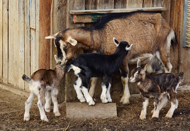 Raise Goats on your Homestead