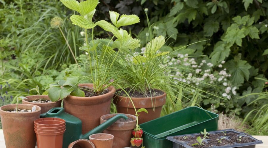 Beneficial Tips for your Garden