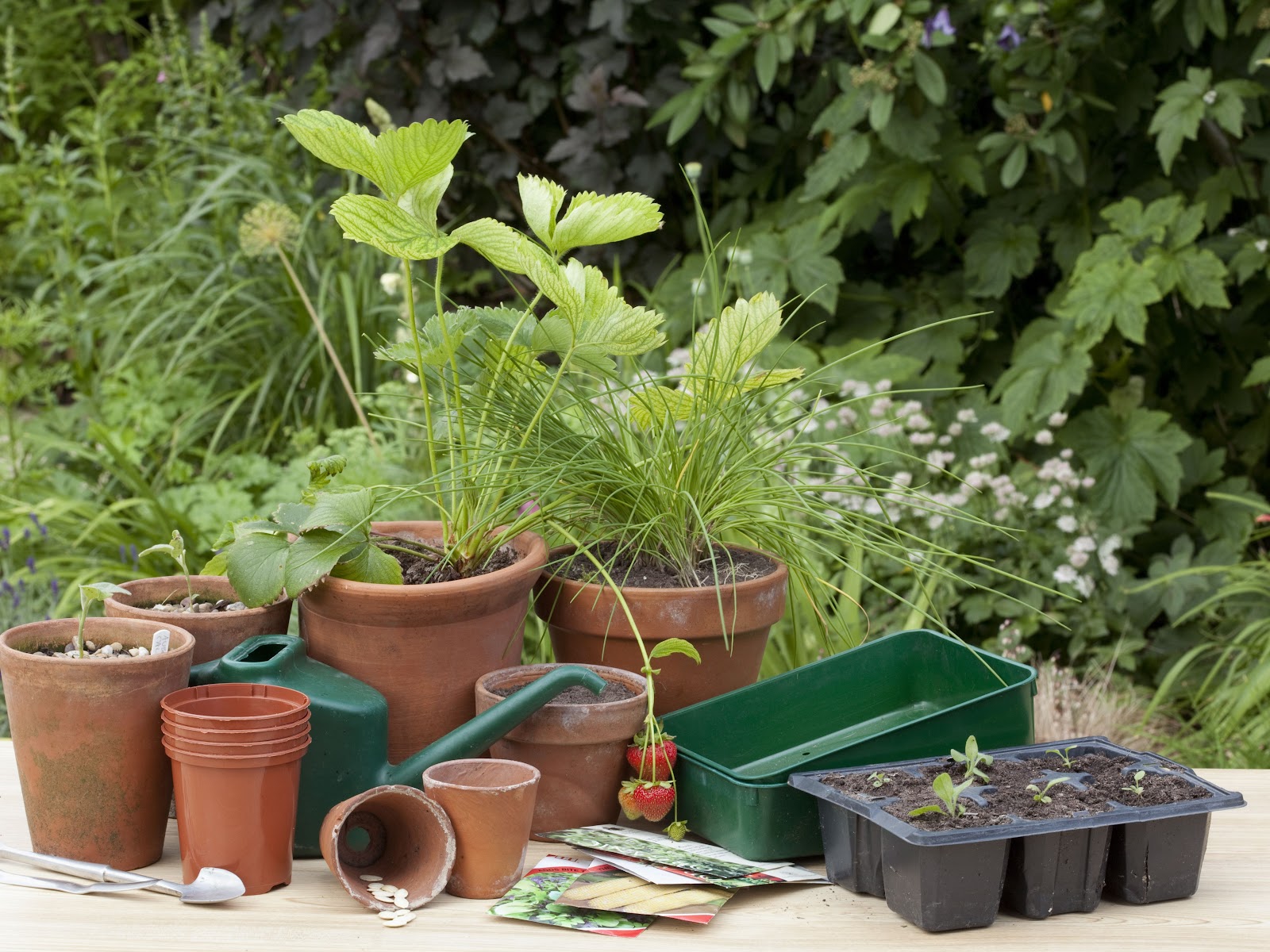 Beneficial Tips for your Garden 