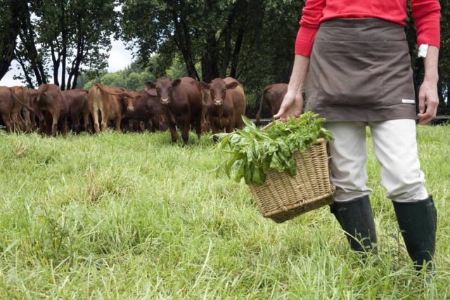 Buying Farmland a Good Investment 