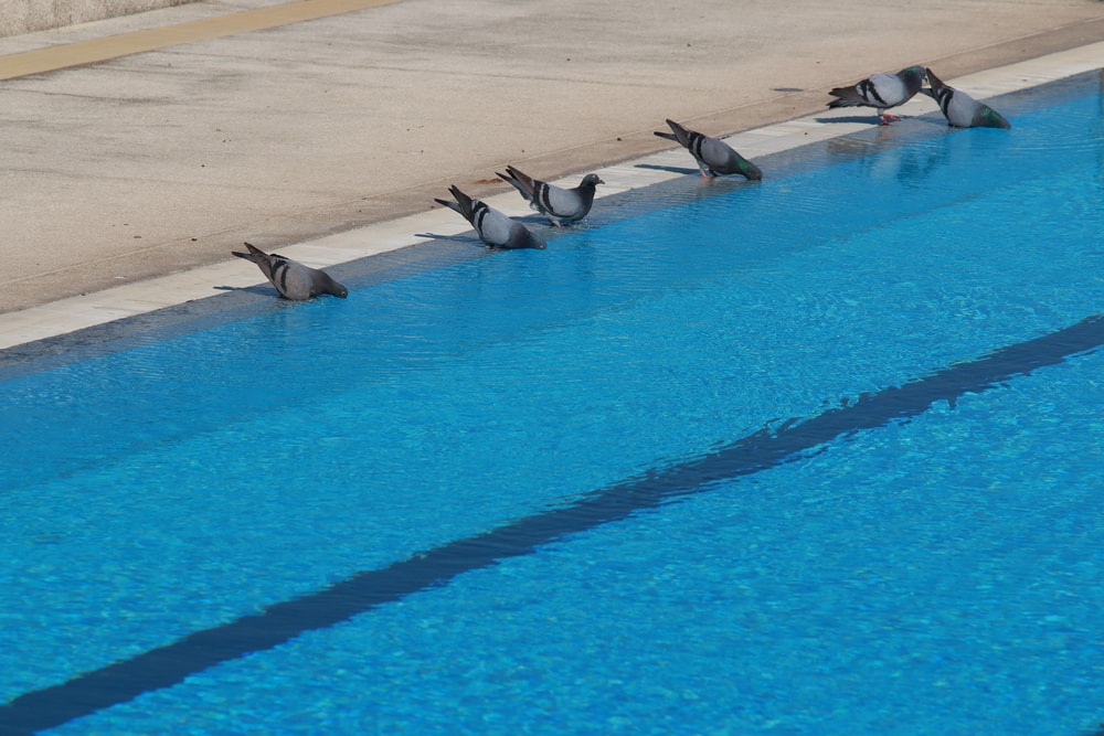 Keep Birds Away from Your Pool 