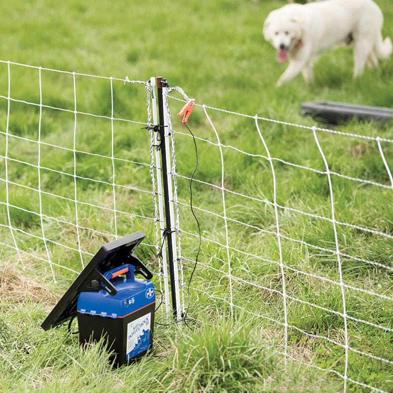 electric fence for dogs 