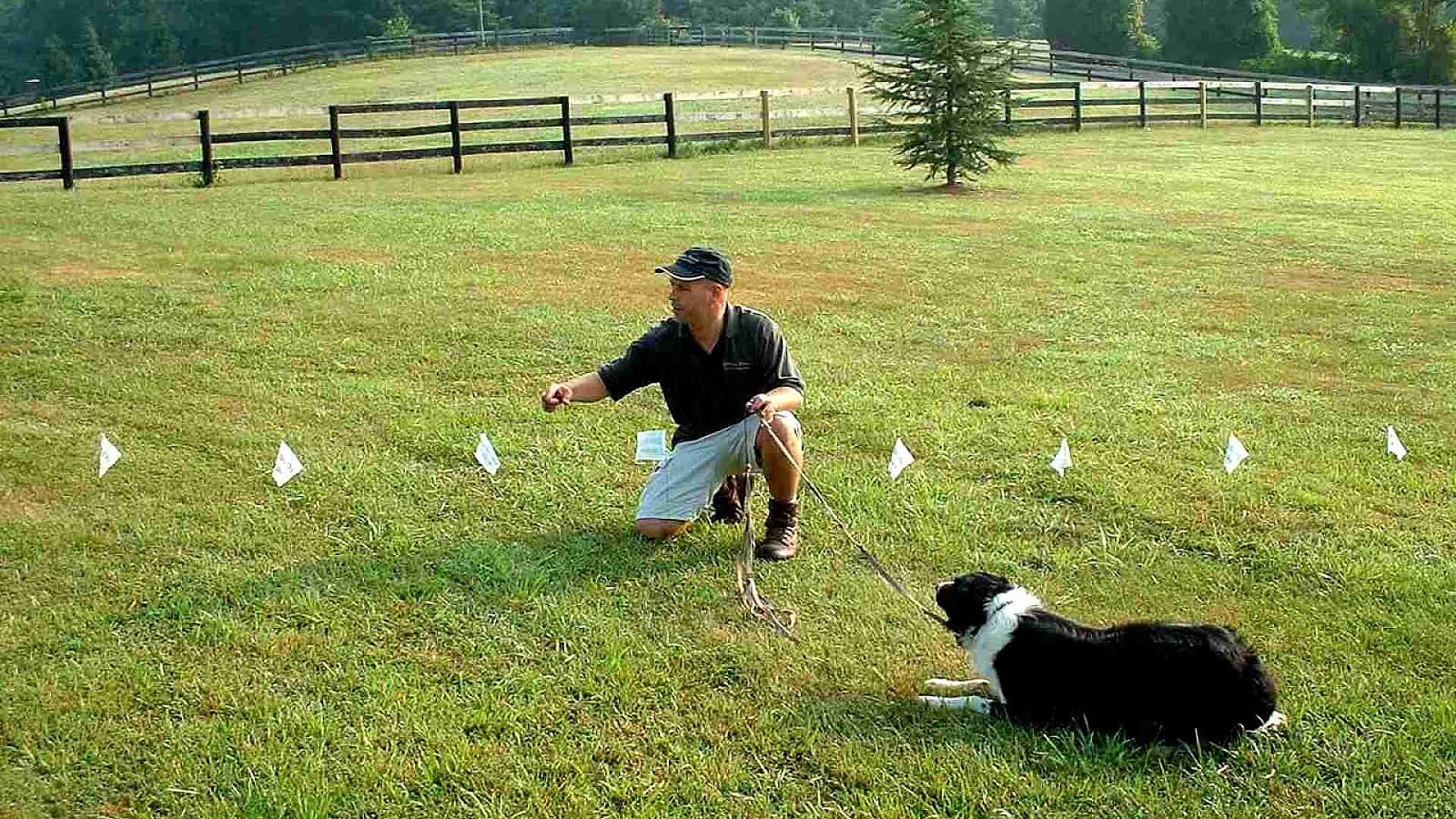 electric fence for dogs 