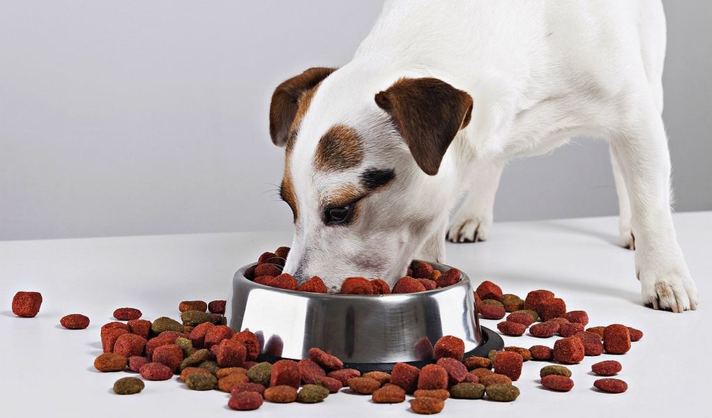 Look For in a Quality Dog Food 