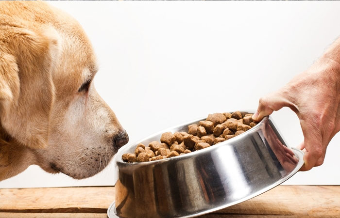 Look For in a Quality Dog Food 