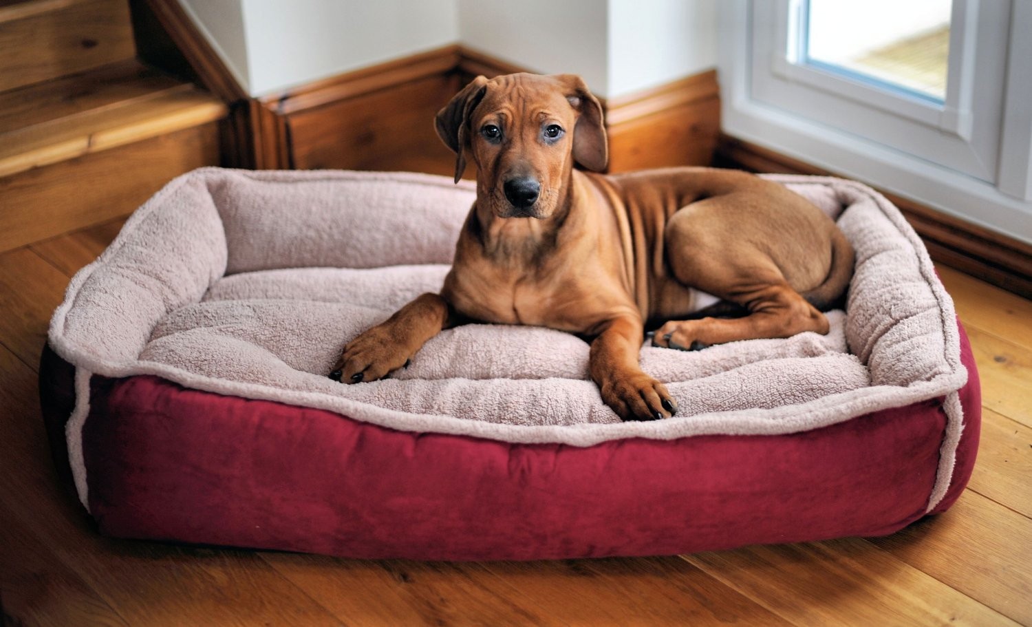 Things To Look For in a Dog Bed 