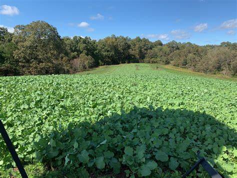 Growing Successful Food Plots 