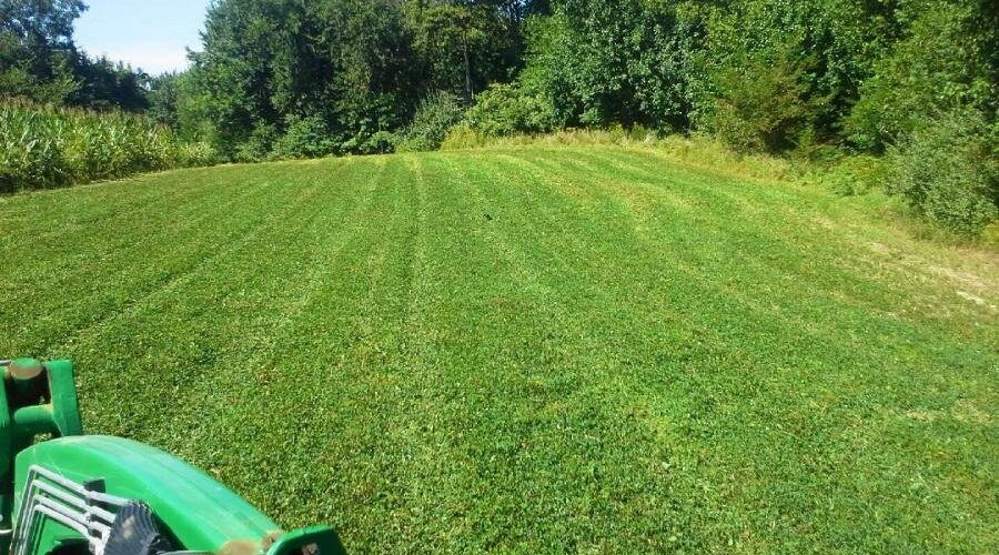 Growing Successful Food Plots