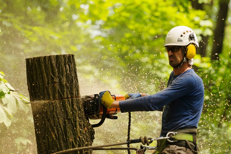 Guide to Tree Trimming Service 