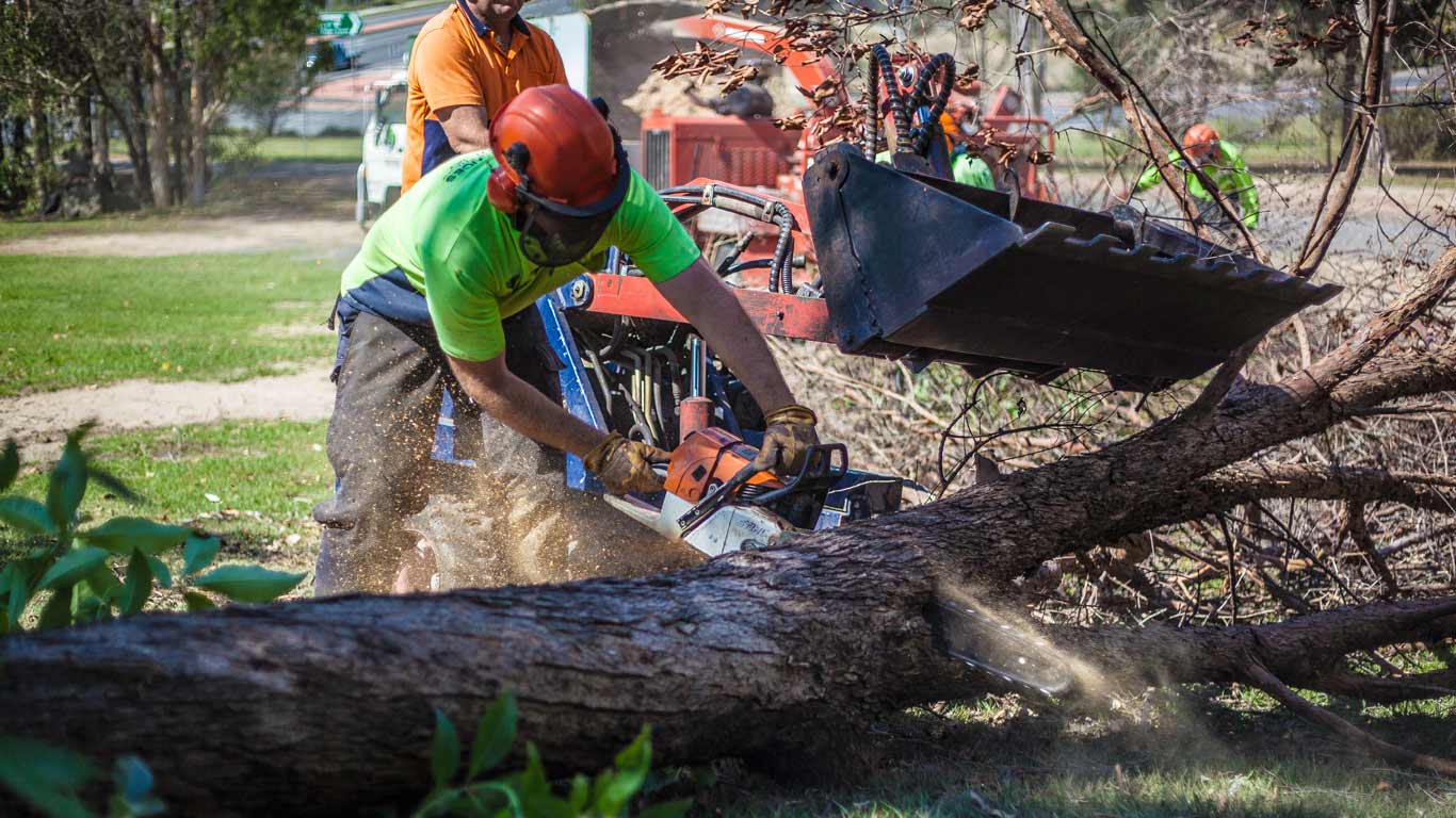 Guide to Tree Trimming Service 