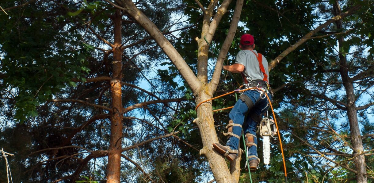 Guide to Tree Trimming Service