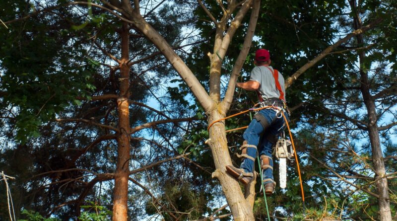 Guide to Tree Trimming Service