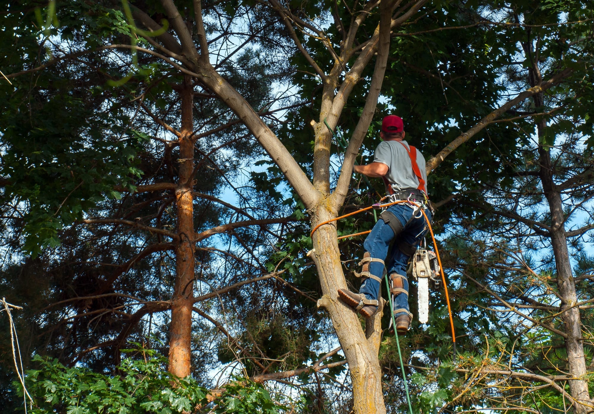 Guide to Tree Trimming Service 