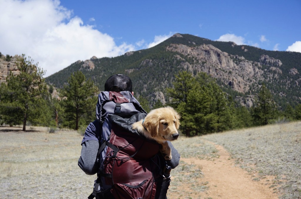 Travelling with a Service Dog 