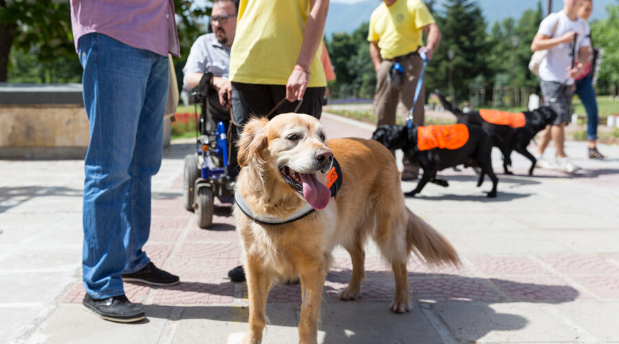 Travelling with a Service Dog