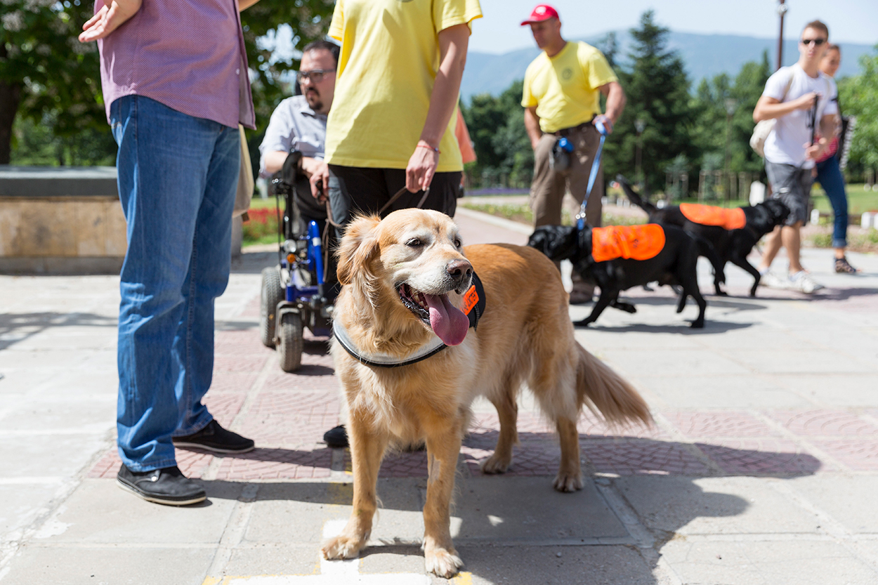 Travelling with a Service Dog 