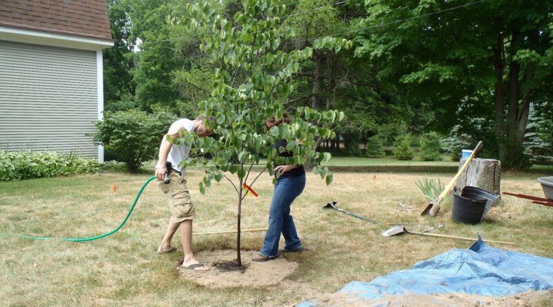 Tree Planting