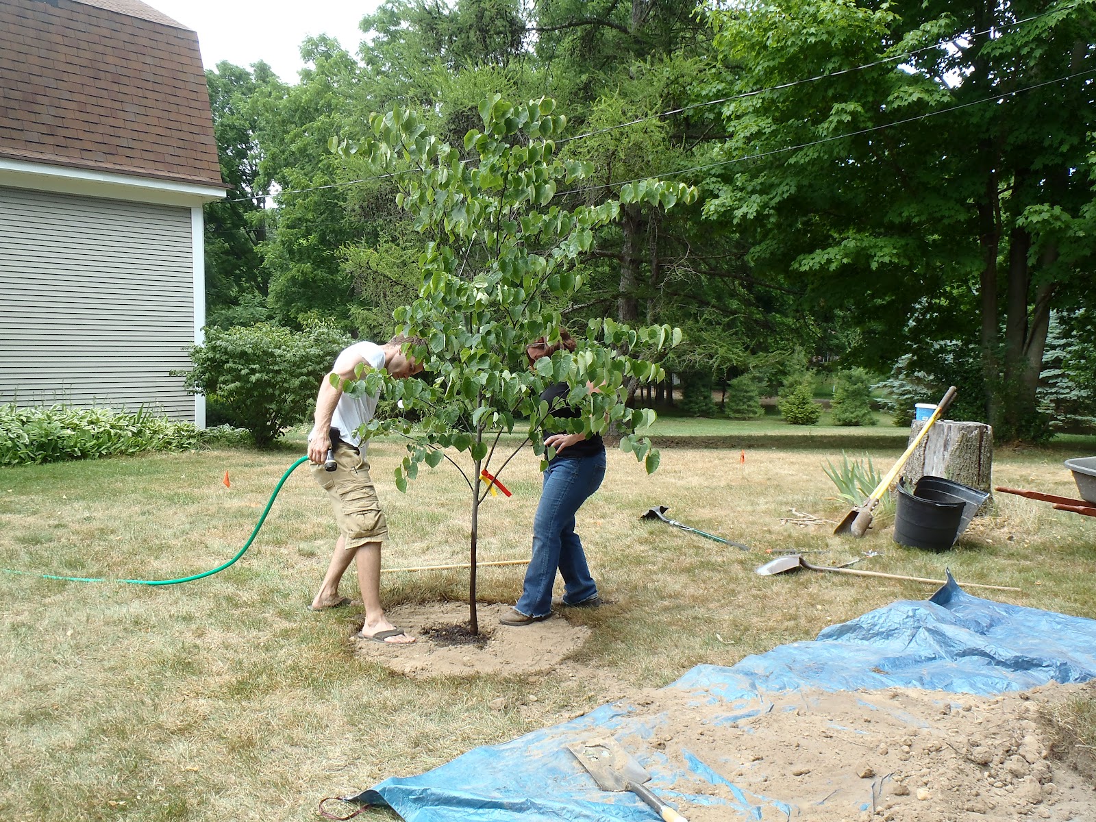 Tree Planting 