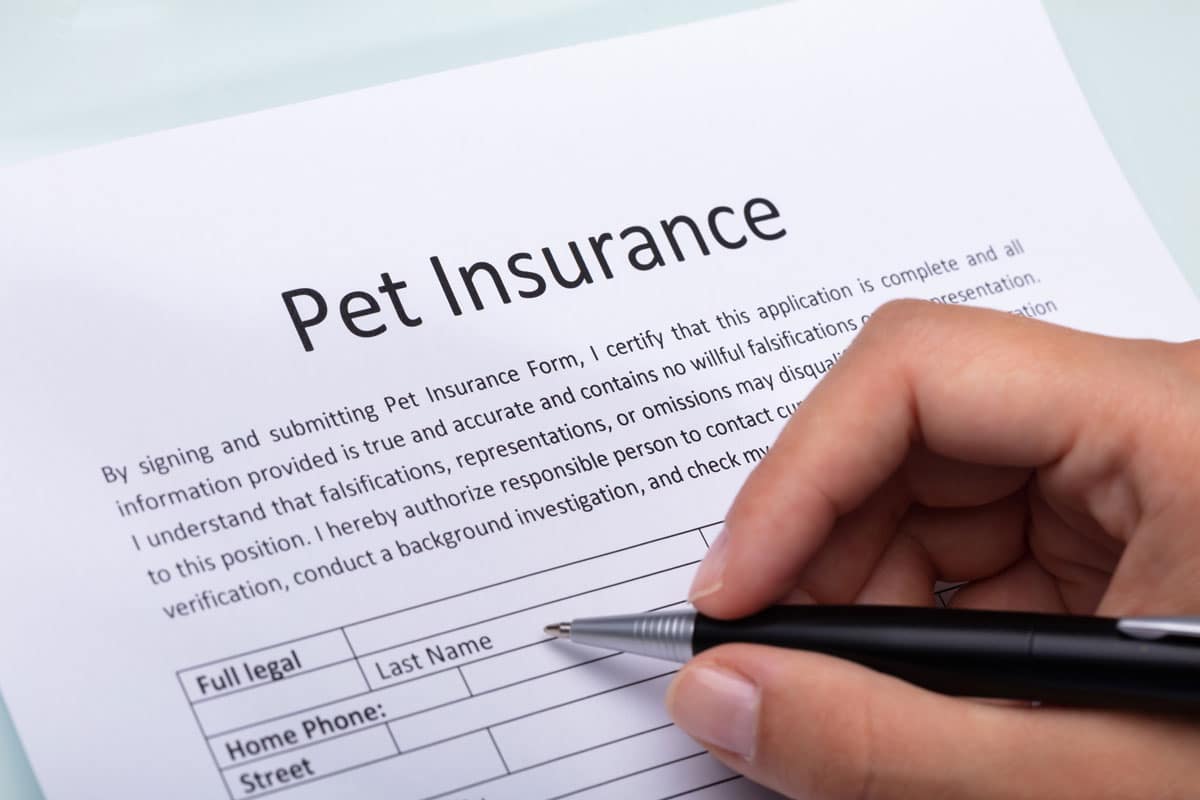 Pet Insurance 