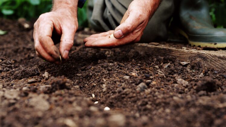 Revegetation Techniques 