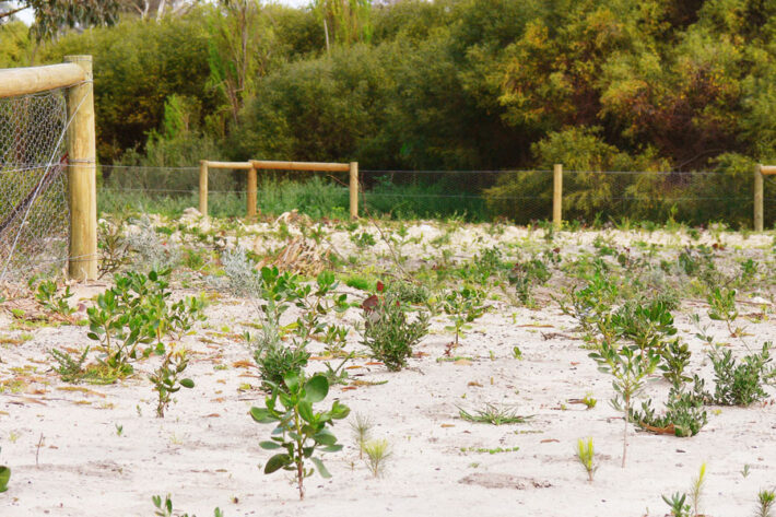 Revegetation Techniques 