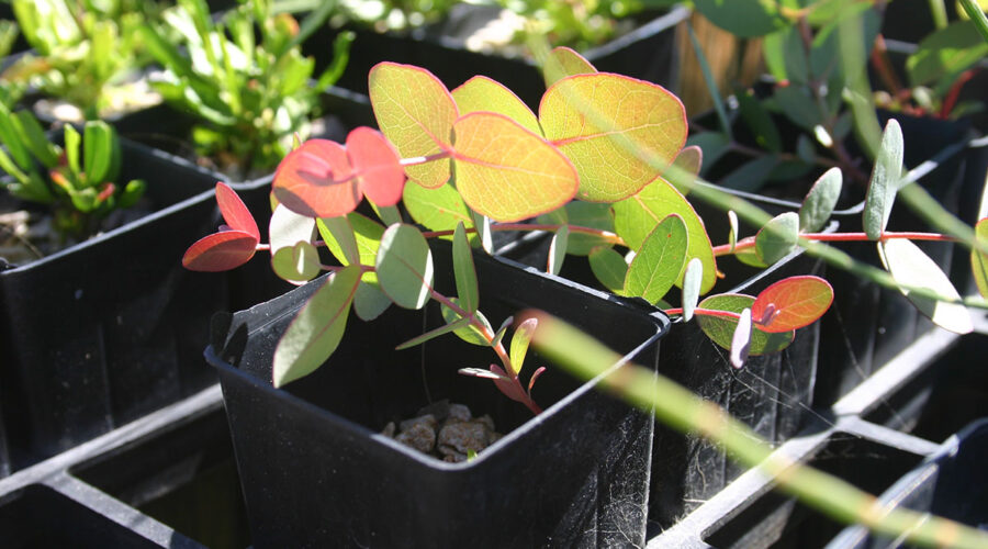 Revegetation Techniques