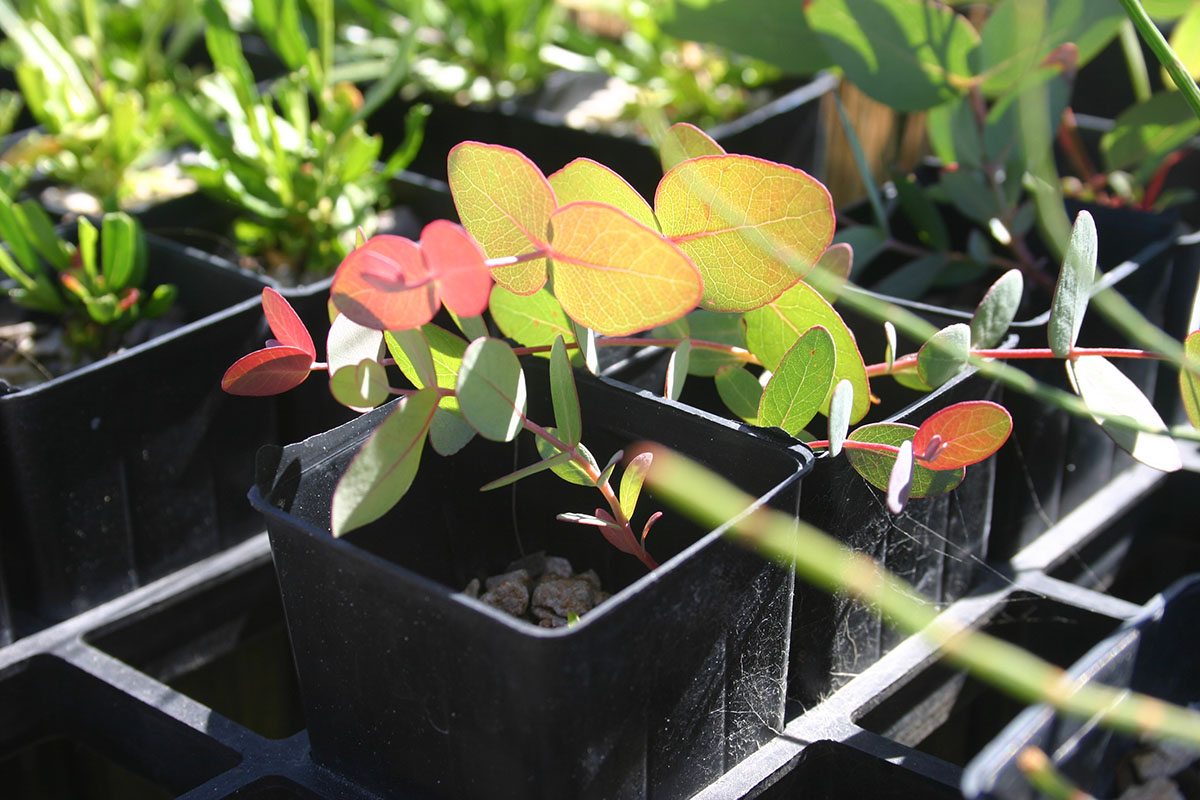 Revegetation Techniques 