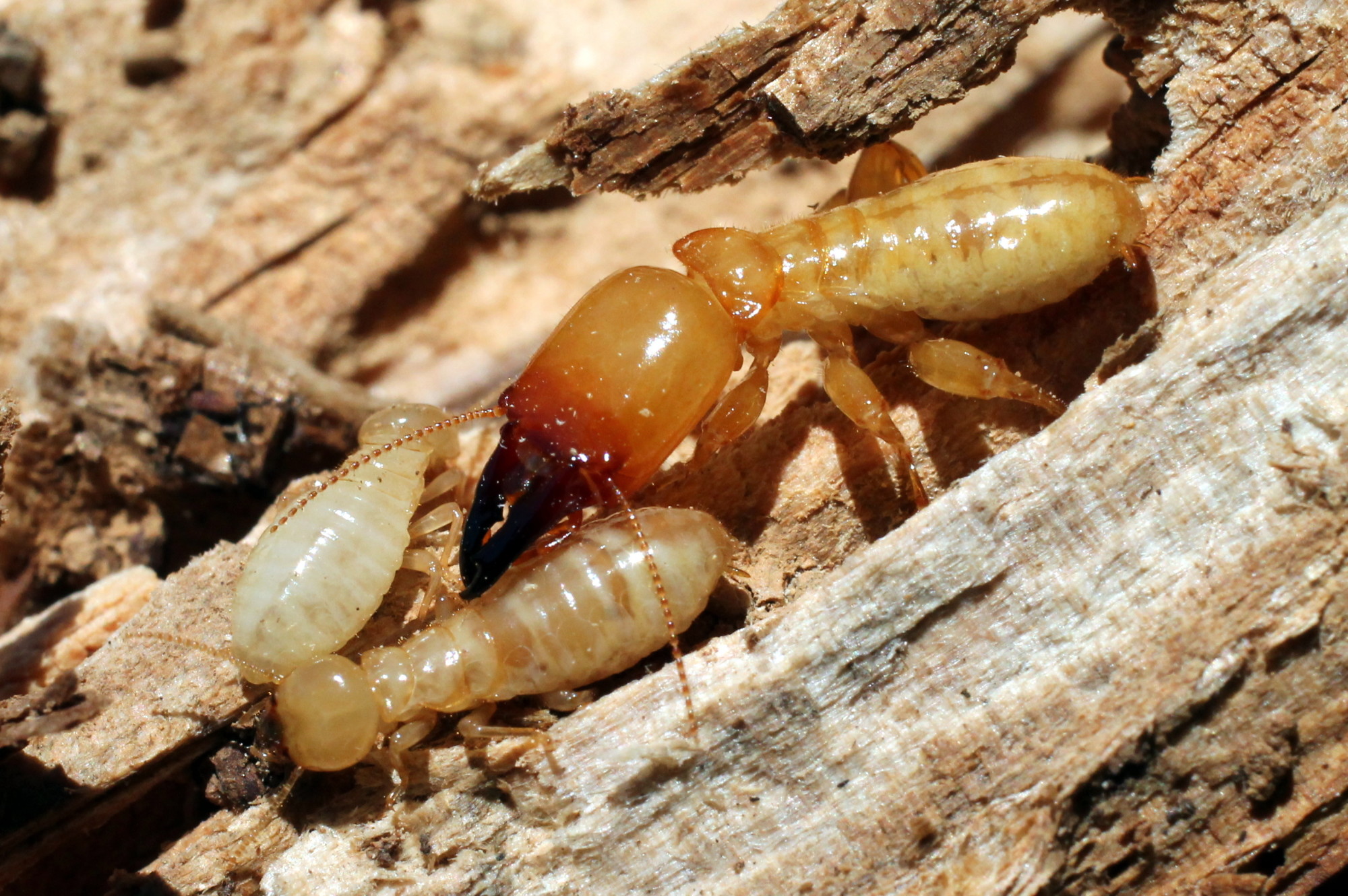 Identify Termites 