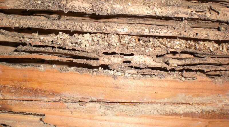 Identify Termites