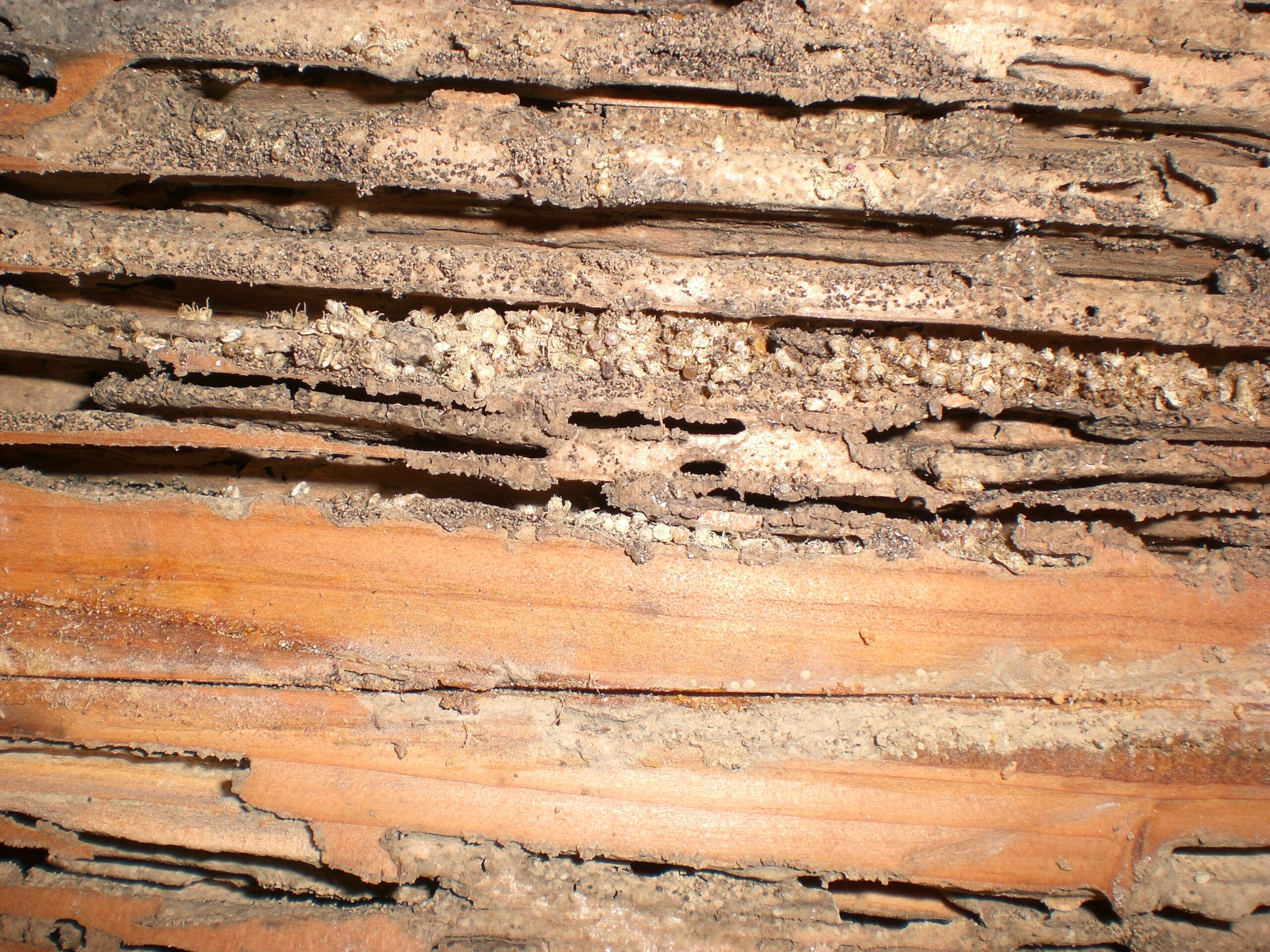 Identify Termites 