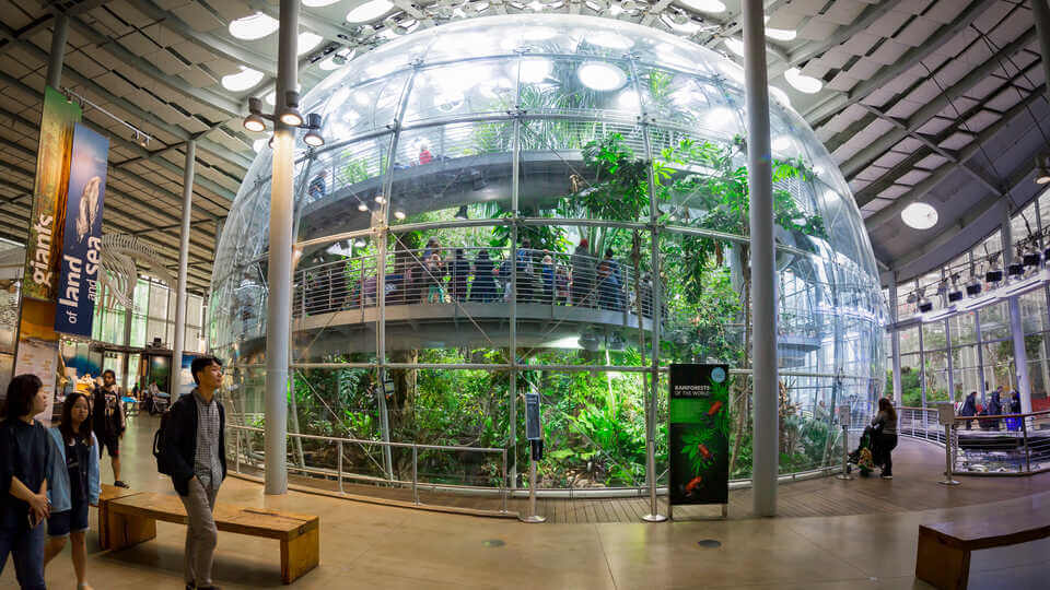 Interior of Eco Friendly California Academy of Sciences