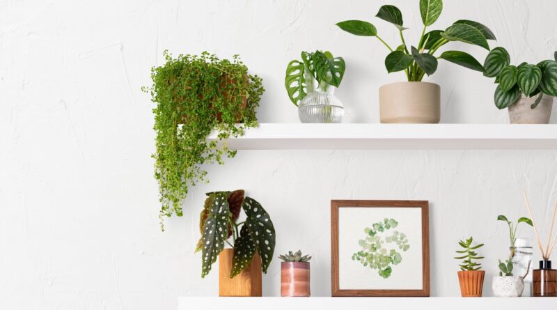 Decorating with plants