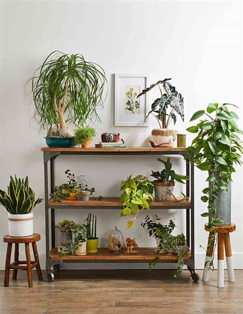 Decorating with plants 