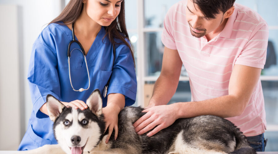 Vital Veterinary Care