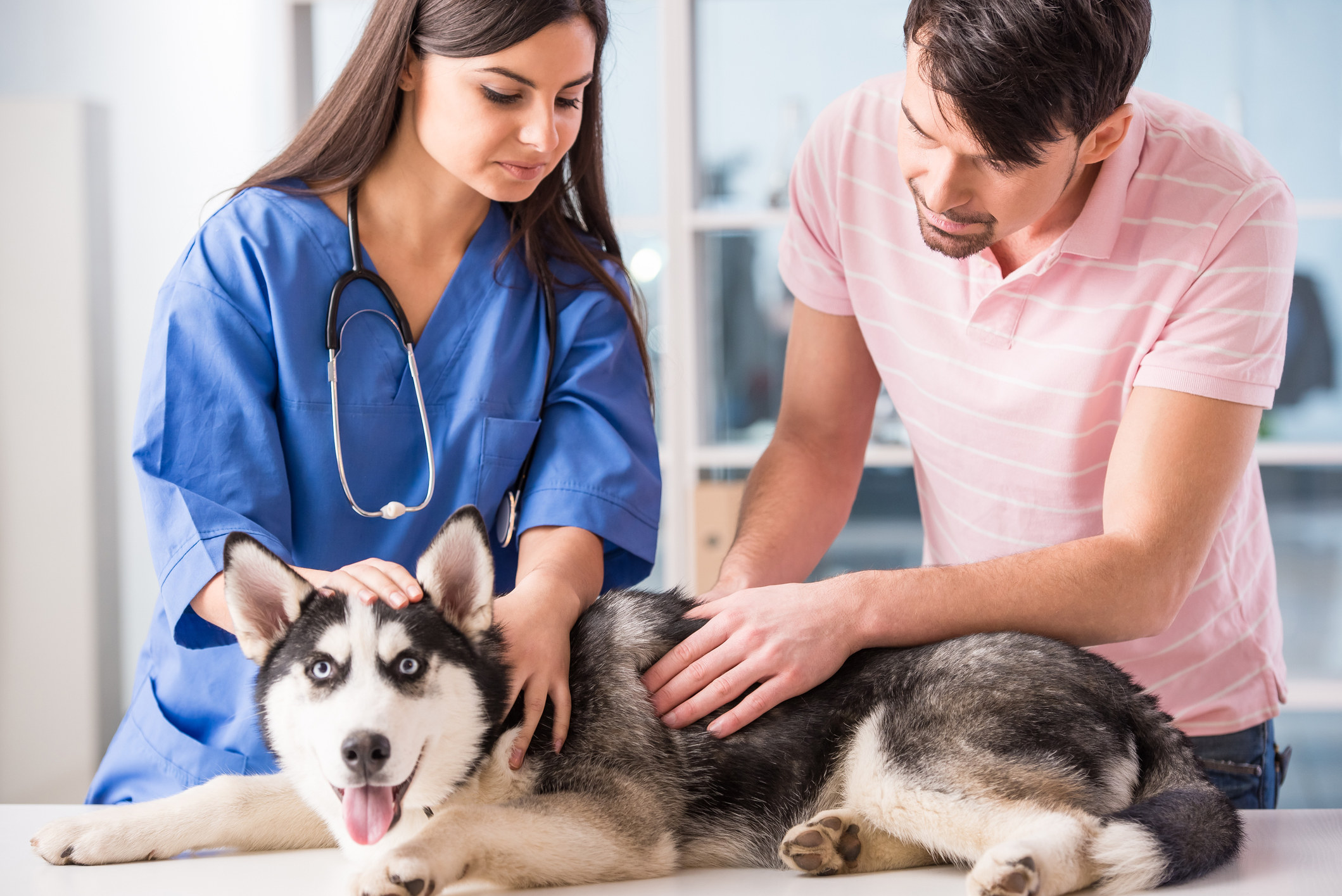 Vital Veterinary Care 
