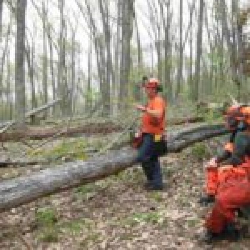 Chainsaw Safety