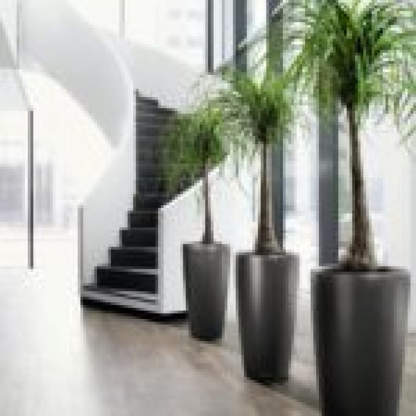 Decorating the Interior with Potted Plants