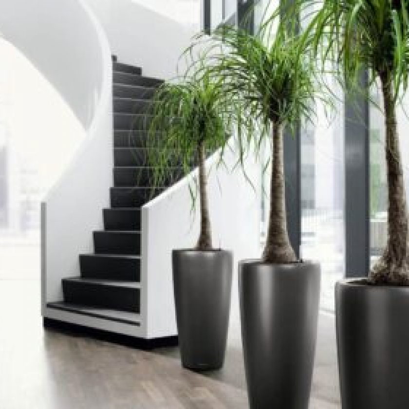 Decorating the Interior with Potted Plants