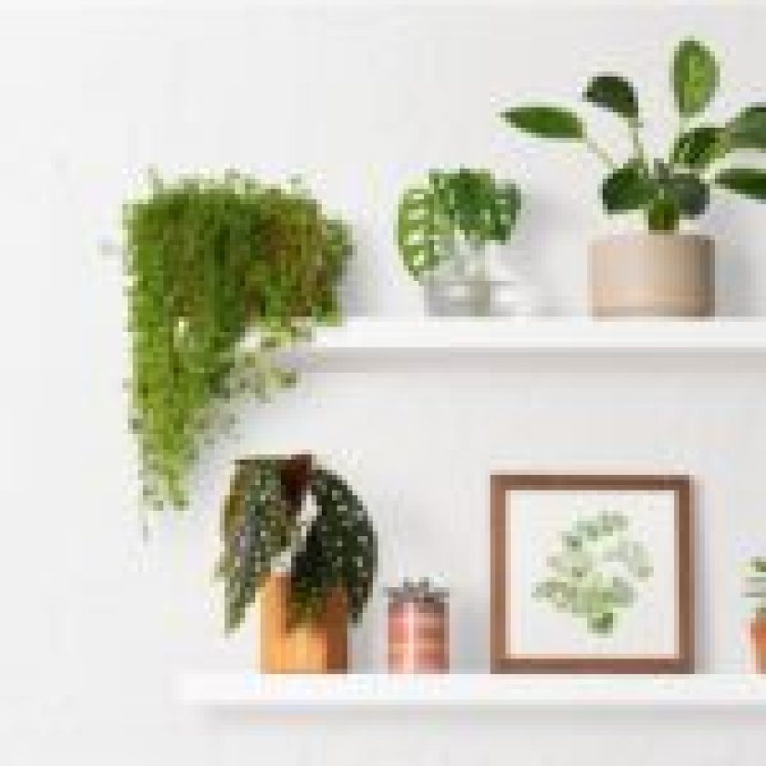 Decorating with plants