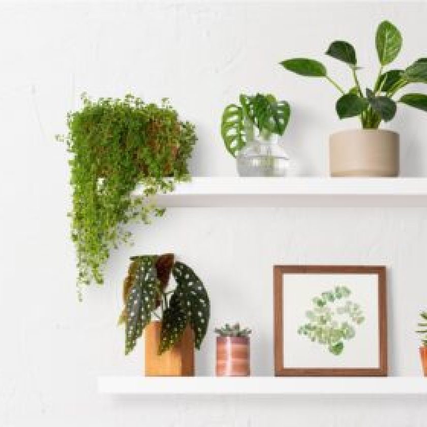 Decorating with plants