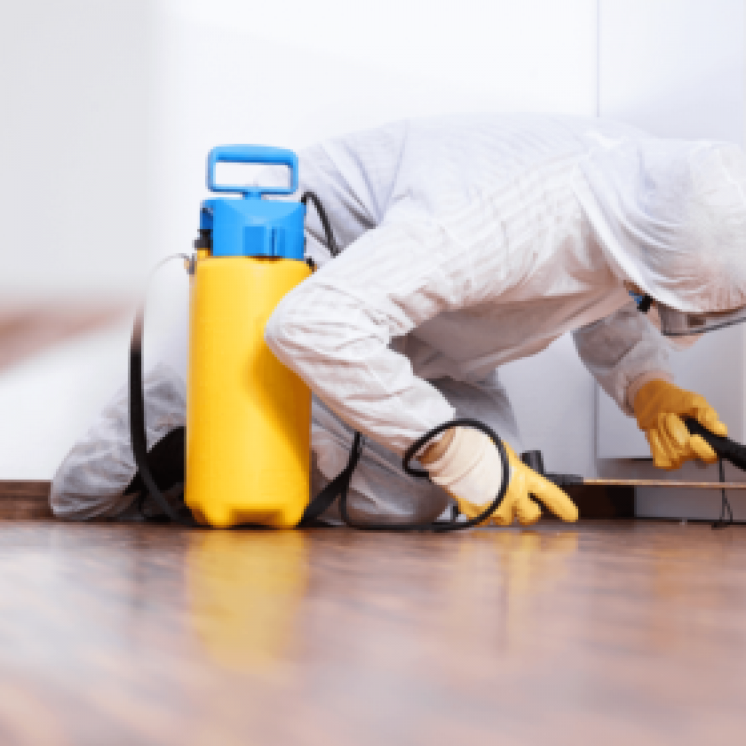 Easy Pest Prevention Tips for Every Homeowner