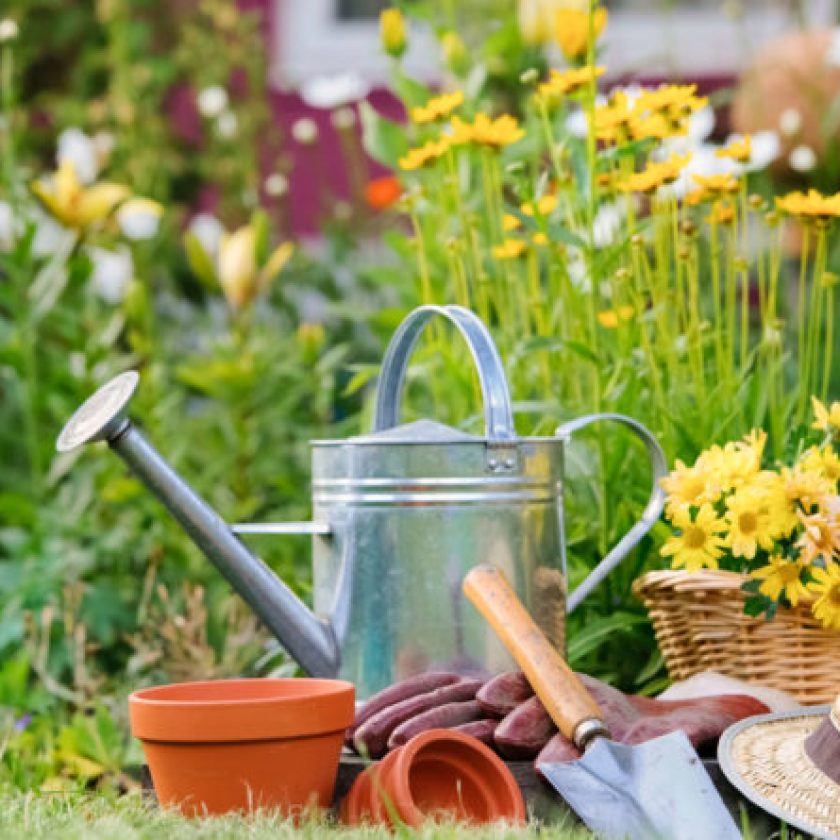 garden watering tips
