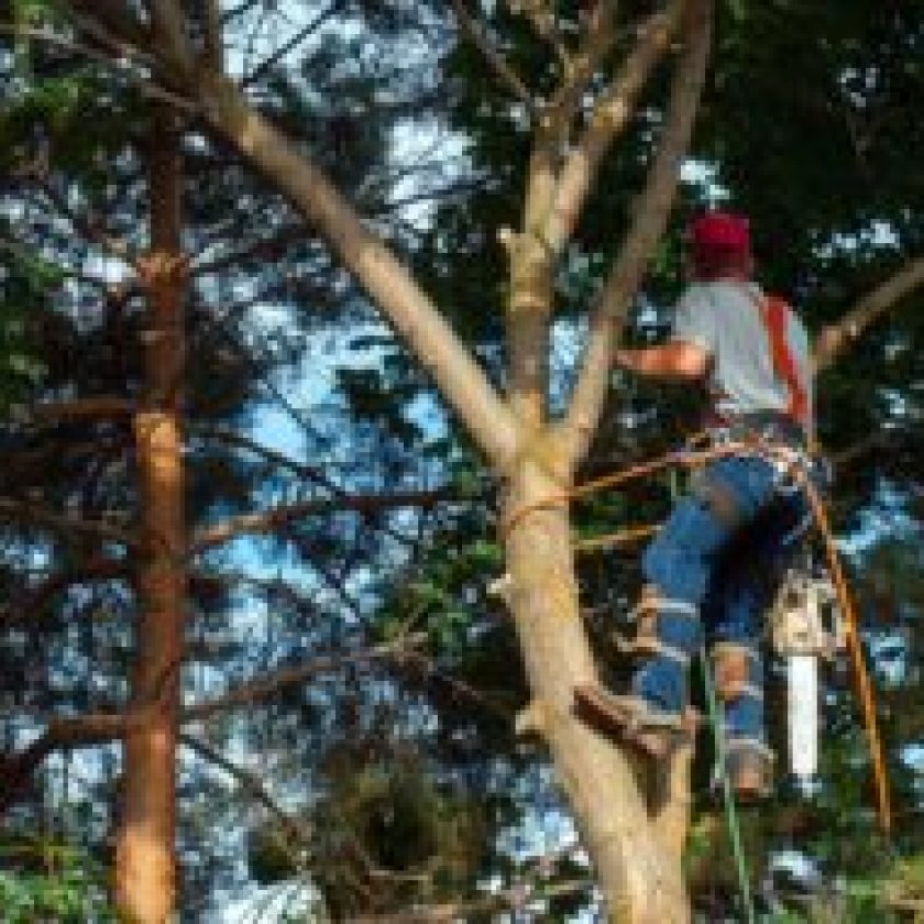 Guide to Tree Trimming Service