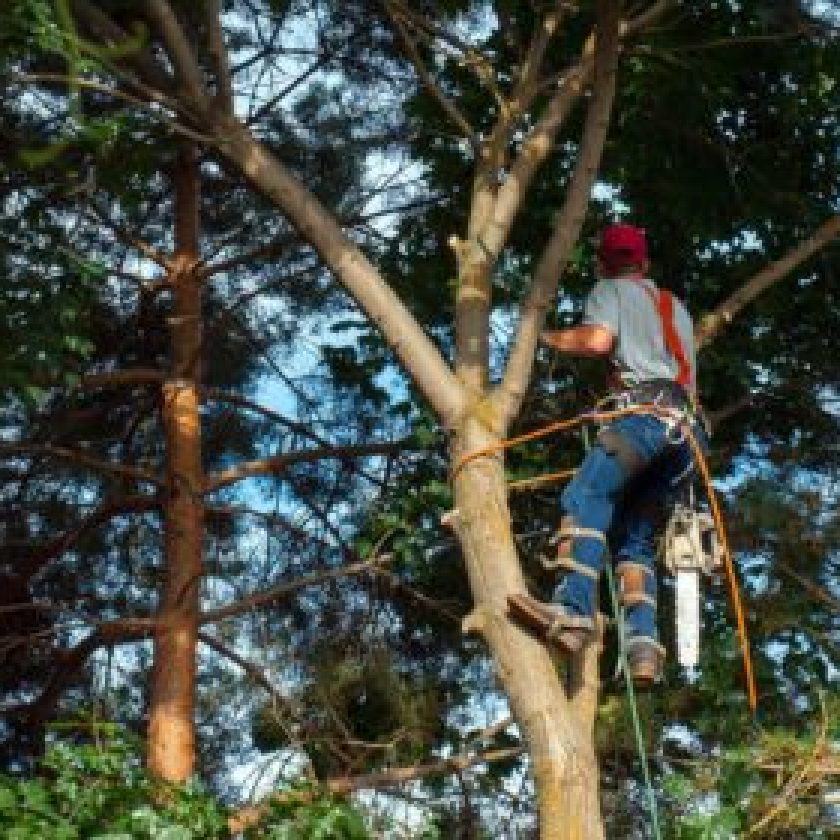 Guide to Tree Trimming Service