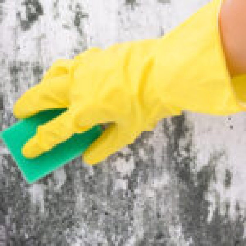 Guide to the Professional Mold Remediation Process