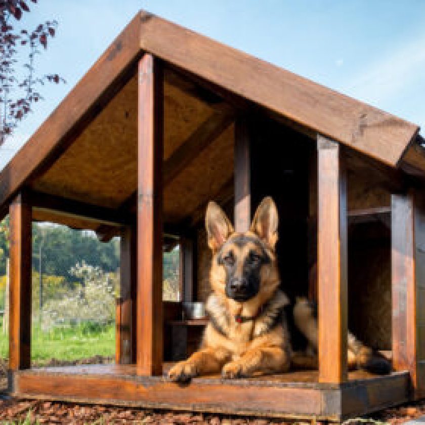 How-do-you-decorate-a-dog-house