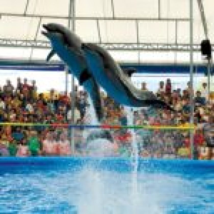 Know More About Dolphin Show Dubai
